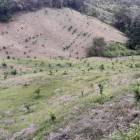 FINCA DE 113 TAREAS DE VENTA EN SAN JOSE DE OCOA