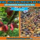 Vendo Finca de 3,700 tareas CON PROYECTO CACAO EN SABANA DE LA MAR (Cacao de Alto Rendimiento)