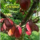 Vendo Finca de 3,700 tareas CON PROYECTO CACAO EN SABANA DE LA MAR (Cacao de Alto Rendimiento)