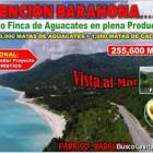 Vendo Finca de AGUACATE en Para&iacute;so, BARAHONA, 255,600 Mts.2, VISTA AL MAR (en Producci&oacute;n)