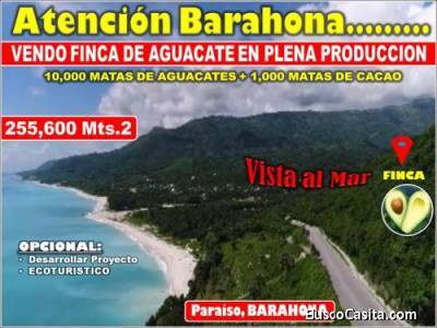Vendo Finca de AGUACATE en Para&iacute;so, BARAHONA, 255,600 Mts.2, VISTA AL MAR (en Producci&oacute;n)