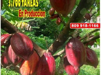 Vendo Finca de 3,700 tareas CON PROYECTO CACAO EN SABANA DE LA MAR (Cacao de Alto Rendimiento)
