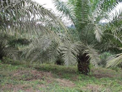 Hacienda-Quinta en  V&iacute;a A Mompiche, Mompiche, Muisne, Ecuador